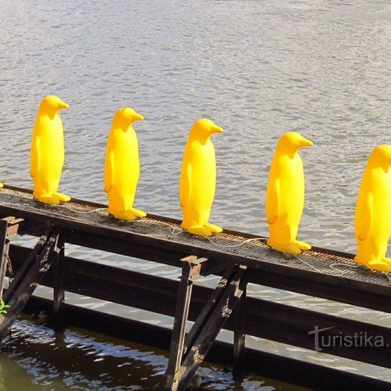 Žlutí tučňáci na Vltavě