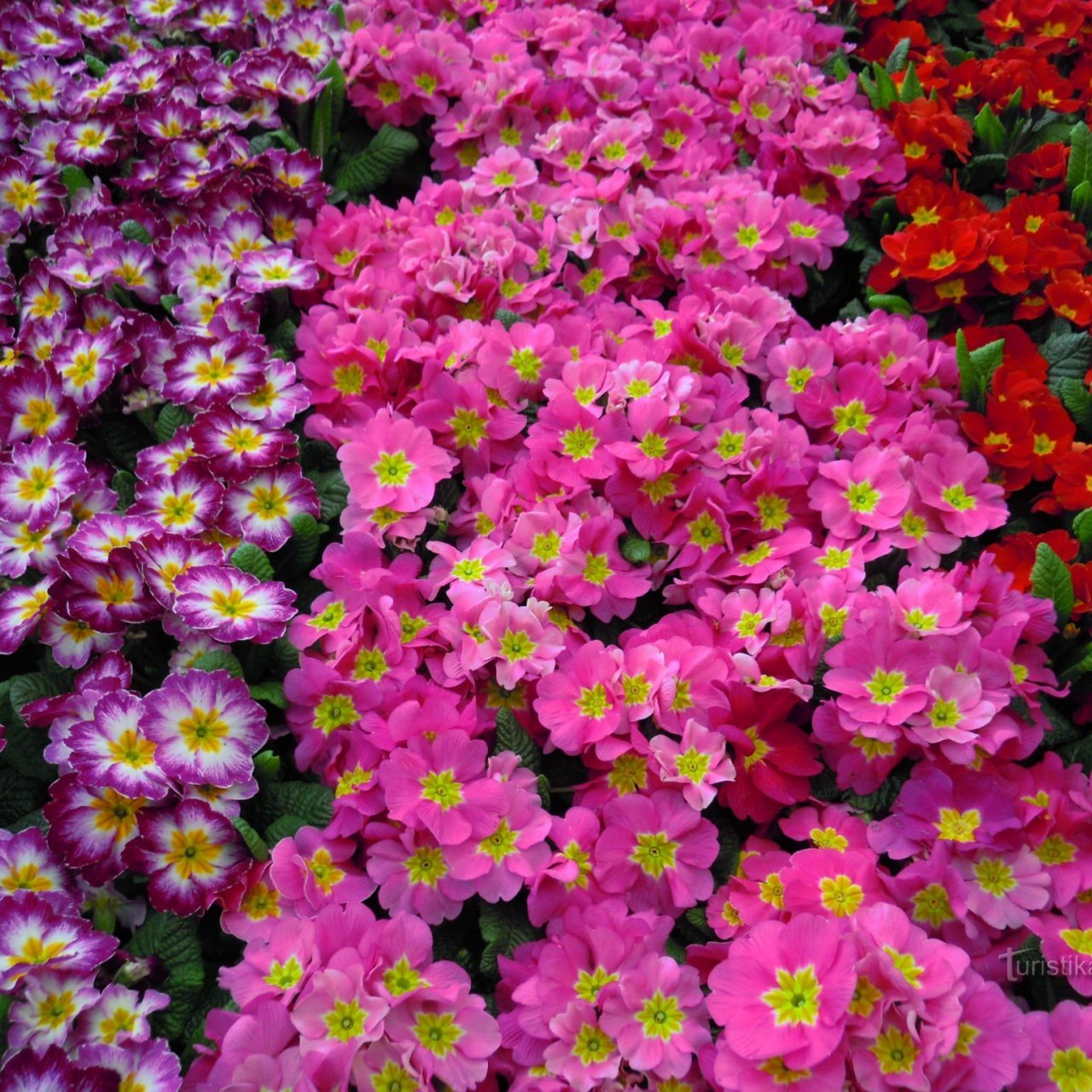 pro milovníky květin - zahradnictví Chládek Praha 6 - Střešovice