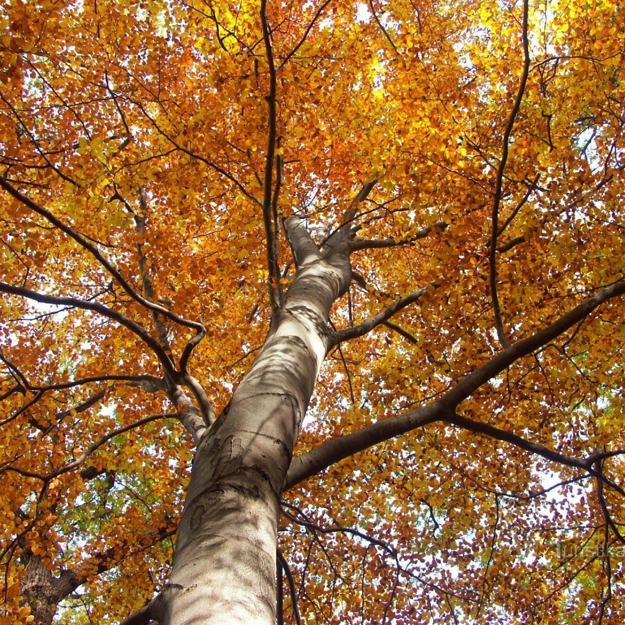 Podzimní krása parku Cibulka