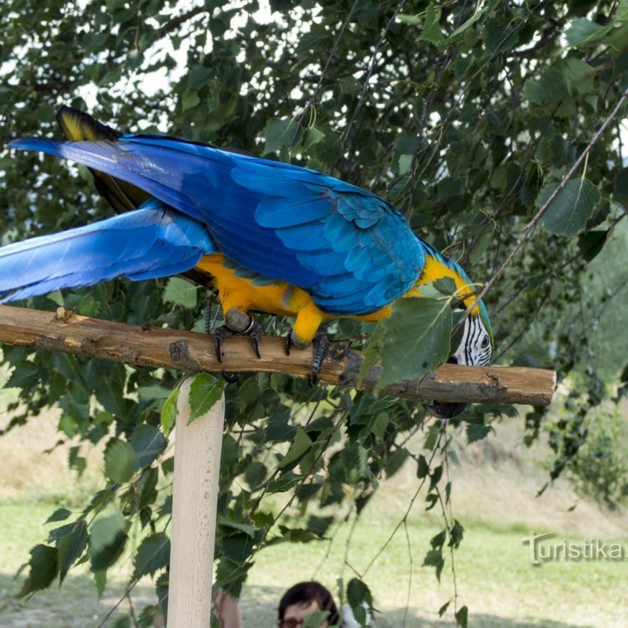 Krásní papoušci